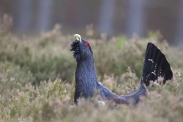 Capercaillie (Tetrao urogallus) male displaying, Inshriach, Cairngorms NP, Scotland
