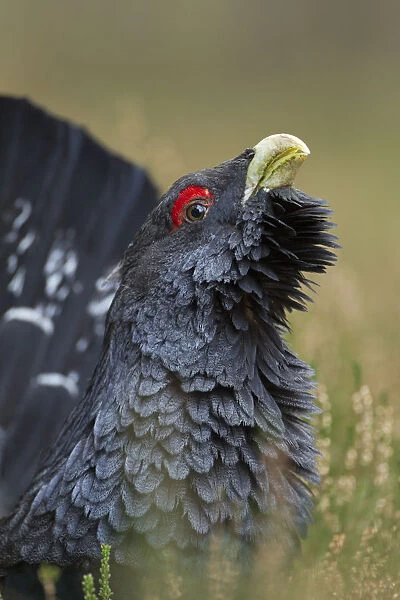 Capercaillie (Tetrao urogallus) male displaying. Cairngorms National Park, Scotland