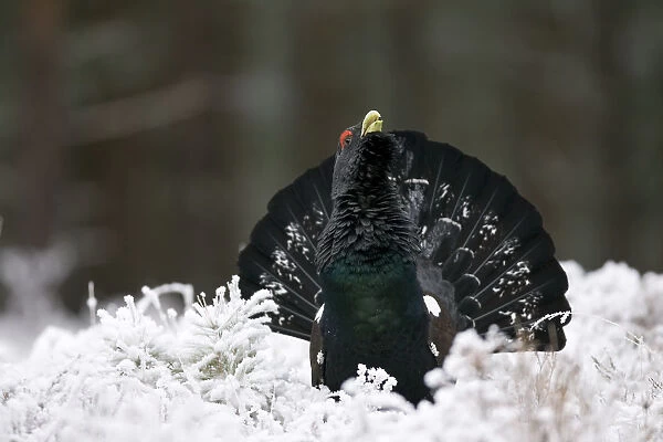 Capercaillie (Tetrao urogallus) male displaying in snow, Strathspey, Cairngorms NP