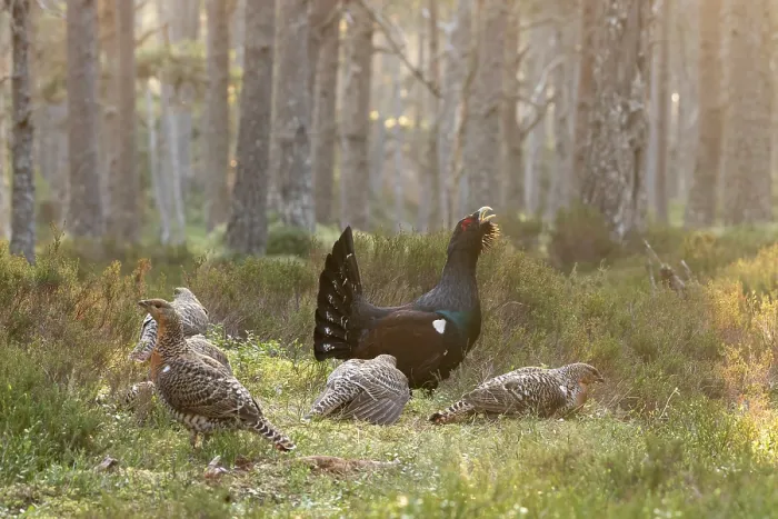 Framed Print : Capercaillie (Tetrao urogallus) male displaying surrounded by females on lek at sunrise, Cairngorms, Scotland, UK. April Framed Print : Capercaillie (Tetrao urogallus) male displaying surrounded by females on lek at sunrise, Cairngorms, Scotland, UK. April