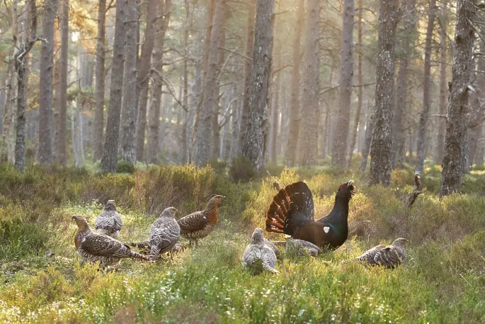 Framed Print : Capercaillie (Tetrao urogallus) male displaying surrounded by females on lek at sunrise, Cairngorms, Scotland, UK. April Framed Print : Capercaillie (Tetrao urogallus) male displaying surrounded by females on lek at sunrise, Cairngorms, Scotland, UK. April