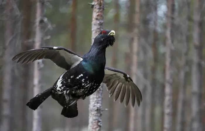 Framed Print : Capercaillie (Tetrao urogallus) male in flight, Jalasjarvi, Finland, April Framed Print : Capercaillie (Tetrao urogallus) male in flight, Jalasjarvi, Finland, April