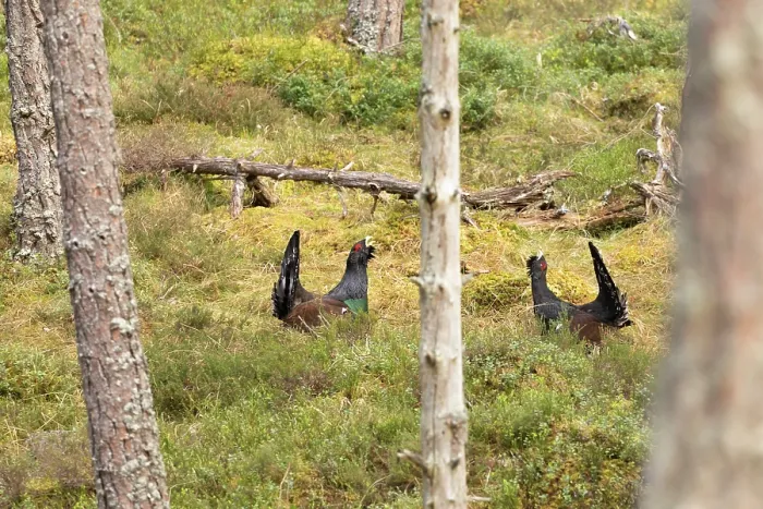 Framed Print : Two Capercaillie (Tetrao urogallus) males sparring in forest at lek, Cairngorms, Scotland, UK. April Framed Print : Two Capercaillie (Tetrao urogallus) males sparring in forest at lek, Cairngorms, Scotland, UK. April
