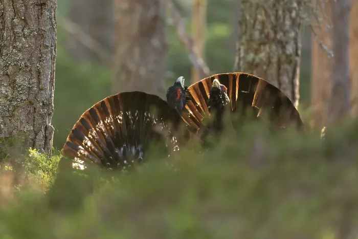 Framed Print : Two Capercaillie (Tetrao urogallus) males sparring in Pine forest in spring, Cairngorms, Scotland, UK. April Framed Print : Two Capercaillie (Tetrao urogallus) males sparring in Pine forest in spring, Cairngorms, Scotland, UK. April