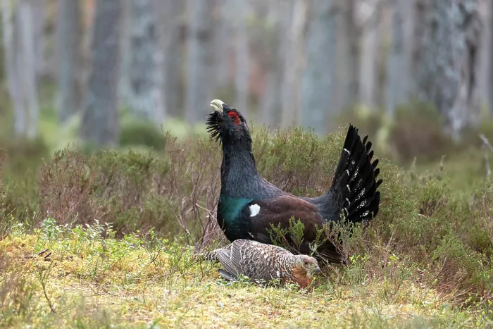 Framed Print : Capercaillies (Tetrao urogallus) pair, female crouching in front of male on lek, courtship behaviour, Cairngorms, Scotland, UK. April Framed Print : Capercaillies (Tetrao urogallus) pair, female crouching in front of male on lek, courtship behaviour, Cairngorms, Scotland, UK. April