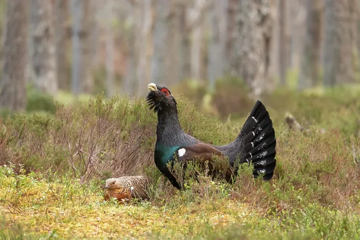 Framed Print : Capercaillies (Tetrao urogallus) pair, female crouching in front of male on lek, courtship behaviour, Cairngorms, Scotland, UK. April Framed Print : Capercaillies (Tetrao urogallus) pair, female crouching in front of male on lek, courtship behaviour, Cairngorms, Scotland, UK. April