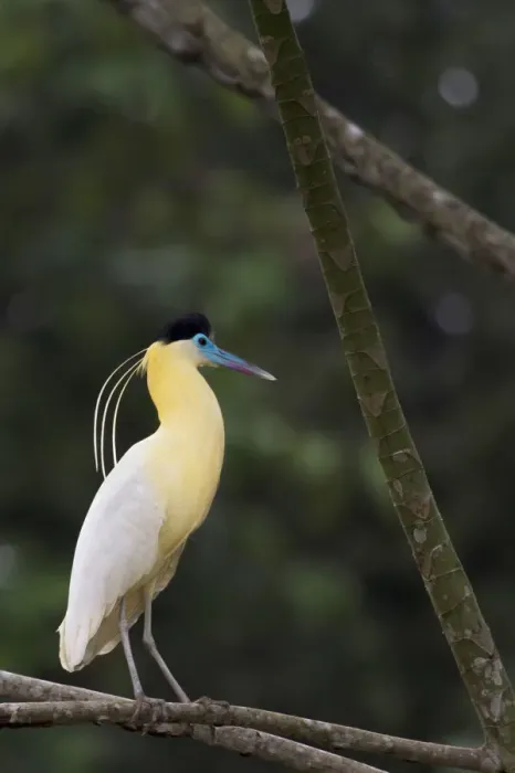 Framed Print : Capped heron (Pilherodius pileatus) perched on branch, Yasuni National Park, Orellana Framed Print : Capped heron (Pilherodius pileatus) perched on branch, Yasuni National Park, Orellana