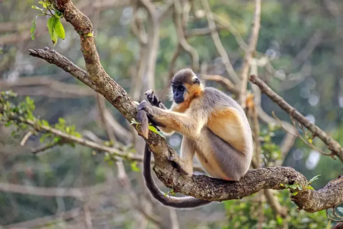 Framed Print : Capped langur (Trachypithecus pileatus), in tree, Trishna Wildlife Sanctuary Framed Print : Capped langur (Trachypithecus pileatus), in tree, Trishna Wildlife Sanctuary