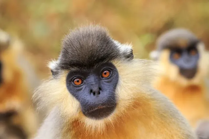 Framed Print : Capped langur (Trachypithecus pileatus), Trishna Wildlife Sanctuary, Tripura State, India Framed Print : Capped langur (Trachypithecus pileatus), Trishna Wildlife Sanctuary, Tripura State, India