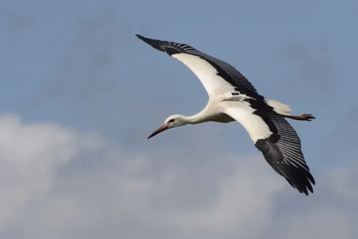 Framed Print : Captive reared juvenile White stork (Ciconia ciconia) with a GPS tracker on its back