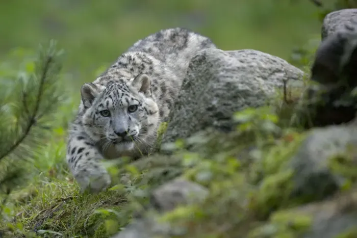 Framed Print : Captive Snow leopard (Panthera uncia) stalking, partly camouflaged by rocks in Heidezoo Framed Print : Captive Snow leopard (Panthera uncia) stalking, partly camouflaged by rocks in Heidezoo