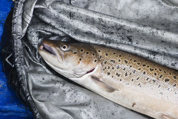 Captured Atlantic salmon (Salmo salar) awaiting tagging by Tweed Foundation staff