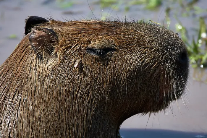 Framed Print : Capybara (Hydrochoerus hydrochaeris) head portrait, Ibera Wetlands Provincial Nature Reserve, Corrientes, Argentina