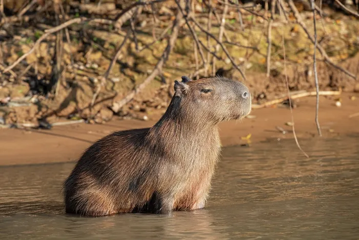 Framed Print : Capybara (Hydrochoerus hydrochaeris) male, sitting in shallow water in sunshine, Pantanal, Mato Grosso do Sul, Brazil Framed Print : Capybara (Hydrochoerus hydrochaeris) male, sitting in shallow water in sunshine, Pantanal, Mato Grosso do Sul, Brazil