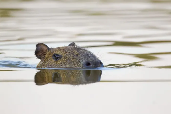 Framed Print : Capybara (Hydrochoerus hydrochaeris) swimming, Little Paraguay River, Pocone, Brazil Framed Print : Capybara (Hydrochoerus hydrochaeris) swimming, Little Paraguay River, Pocone, Brazil