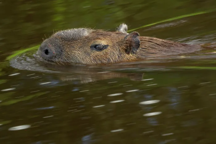 Framed Print : Capybara (Hydrochoerus hydrochaeris) swimming in river, Pantanal, Mato Grosso, Brazil Framed Print : Capybara (Hydrochoerus hydrochaeris) swimming in river, Pantanal, Mato Grosso, Brazil