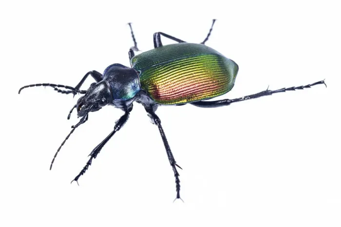 Framed Print : Carabid beetle (Calosoma sycophanta) on white backlit background, Antola Regional Park Framed Print : Carabid beetle (Calosoma sycophanta) on white backlit background, Antola Regional Park