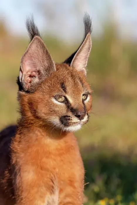Framed Print : Caracal (Caracal caracal) cub, aged 9 weeks, head portrait, Spain. Captive, occurs in Africa and Asia. Cropped Framed Print : Caracal (Caracal caracal) cub, aged 9 weeks, head portrait, Spain. Captive, occurs in Africa and Asia. Cropped