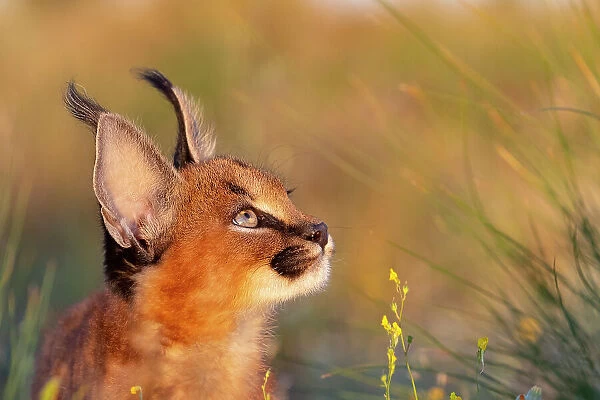 Caracal (Caracal caracal) cub, aged 9 weeks, head portrait, Spain. Captive, occurs in Africa and Asia. Cropped