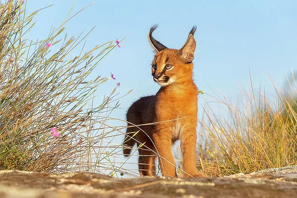 Caracal (Caracal caracal) cub, aged 9 weeks, walking over rocks, Spain. Captive, occurs in Africa and Asia