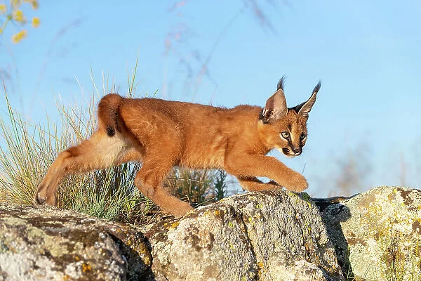 Caracal (Caracal caracal) cub, aged 9 weeks, walking over rocks, Spain. Captive, occurs in Africa and Asia