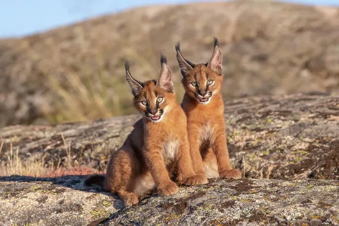 Framed Print : Two Caracal (Caracal caracal) cubs, aged 9 weeks, sitting side by side, Spain. Captive, occurs in Africa and Asia Framed Print : Two Caracal (Caracal caracal) cubs, aged 9 weeks, sitting side by side, Spain. Captive, occurs in Africa and Asia