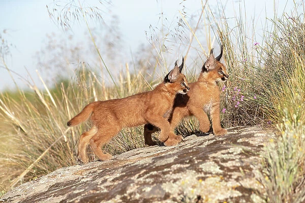Two Caracal (Caracal caracal) cubs, aged 9 weeks, walking over rocks, Spain. Captive, occurs in Africa and Asia