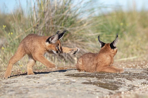 Two Caracal (Caracal caracal) cubs, aged 9 weeks, playing, Spain. Captive, occurs in Africa and Asia