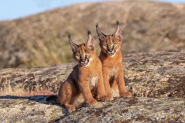Two Caracal (Caracal caracal) cubs, aged 9 weeks, sitting side by side, Spain. Captive, occurs in Africa and Asia