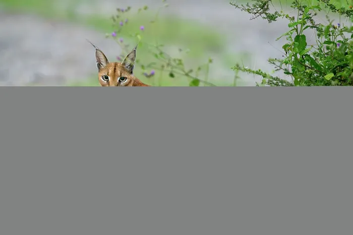 Framed Print : Caracal (Caracal caracal) female, portrait, Ndutu area, Ngorongoro Conservation Area (NCA) / Serengeti border, Tanzania Framed Print : Caracal (Caracal caracal) female, portrait, Ndutu area, Ngorongoro Conservation Area (NCA) / Serengeti border, Tanzania