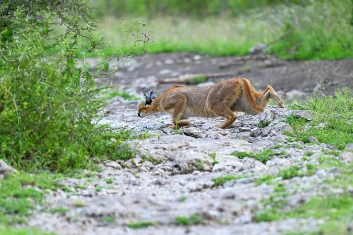 Framed Print : Caracal (Caracal caracal) hunting at dusk, Ndutu area, Ngorongoro Conservation Area (NCA) / Serengeti border, Tanzania Framed Print : Caracal (Caracal caracal) hunting at dusk, Ndutu area, Ngorongoro Conservation Area (NCA) / Serengeti border, Tanzania