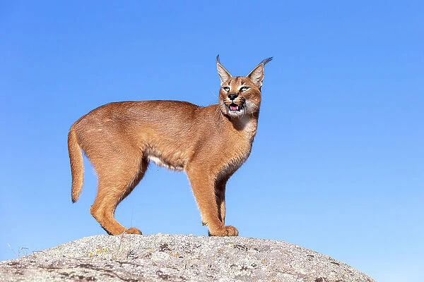 Caracal (Caracal caracal) male, standing on rock against blue sky, Spain. Captive, occurs in Africa and Asia