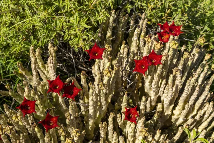 Framed Print : Caralluma socotrana in blossom, near lake Magadi, Kenya Framed Print : Caralluma socotrana in blossom, near lake Magadi, Kenya