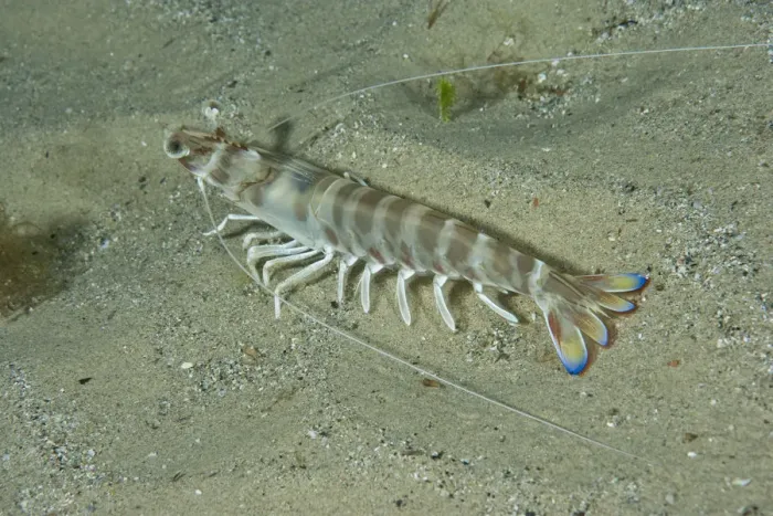 Framed Print : Caramote prawn (Penaeus kerathurus) Larvotto Marine Reserve, Monaco, Mediterranean Sea Framed Print : Caramote prawn (Penaeus kerathurus) Larvotto Marine Reserve, Monaco, Mediterranean Sea