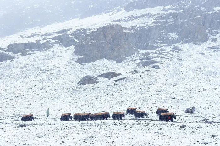 Framed Print : Caravan of Yaks (Bos mutus) carrying wooden beams in snowfall, at 4, 850 meters of altitude, coming down from Kang La Pass, Upper Dolpo, Himalayas, Nepal Framed Print : Caravan of Yaks (Bos mutus) carrying wooden beams in snowfall, at 4, 850 meters of altitude, coming down from Kang La Pass, Upper Dolpo, Himalayas, Nepal