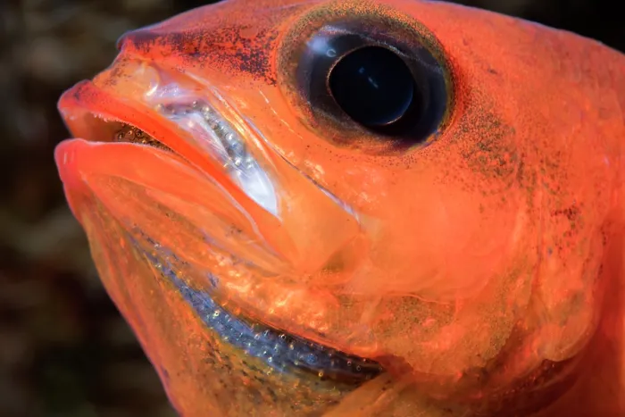 Framed Print : Cardinalfish (Apogon imberbis) male, mouth brooding, close up head portrait, Tenerife, Canary Islands, Atlantic Ocean Framed Print : Cardinalfish (Apogon imberbis) male, mouth brooding, close up head portrait, Tenerife, Canary Islands, Atlantic Ocean