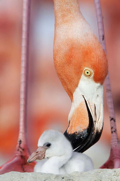 Caribbean Flamingo (Phoenicopterus ruber) preening chick in the breeding colony