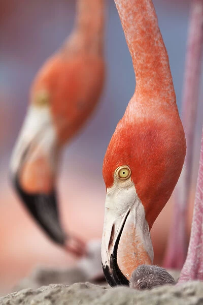 Caribbean Flamingo (Phoenicopterus ruber) tending to newborn chick while another