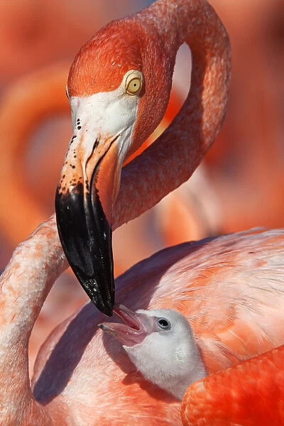 Caribbean flamingo (Phoenicopterus ruber) adult feeding chick, Ria Lagartos Biosphere Reserve