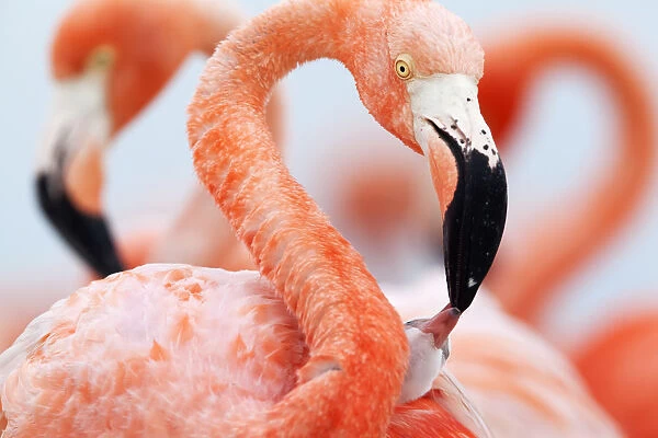 Caribbean Flamingo (Phoenicopterus ruber) feeding three day old chick at breeding colony