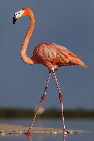 Caribbean flamingo (Phoenicopterus ruber) walking, Ria Lagartos Biosphere Reserve