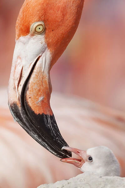 Caribbean flamingo (Phoenicopterus ruber) feeding crop milk to chick