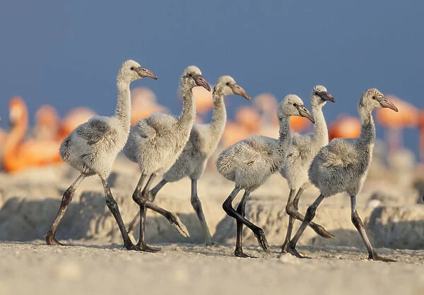 Caribbean flamingo (Phoenicopterus ruber) chicks walking in the breeding colony