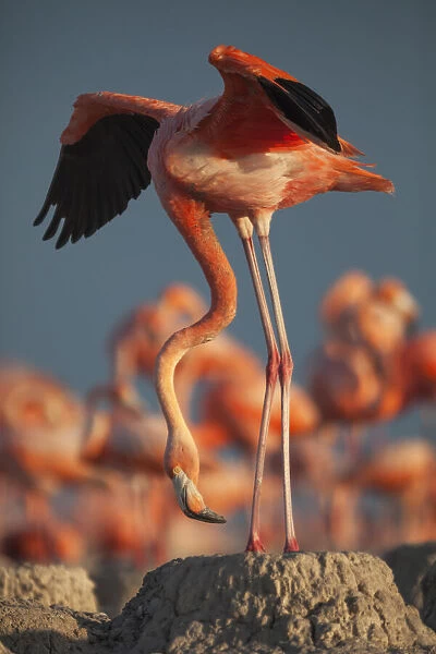 Caribbean flamingo (Phoenicopterus ruber) standing on nest in breeding colony