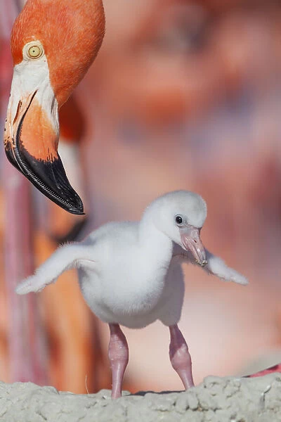 Caribbean flamingo (Phoenicopterus ruber) chick stretching wings, watched by adult