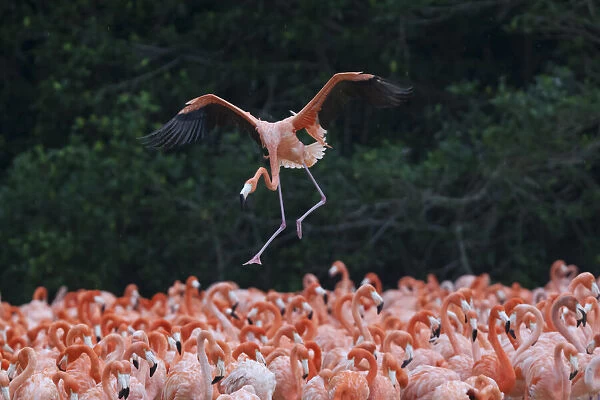 Caribbean flamingo (Phoenicopterus ruber) one landing in colony