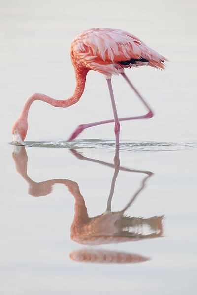 Caribbean flamingo (Phoenicopterus ruber) feeding, Ria Lagartos Biosphere Reserve