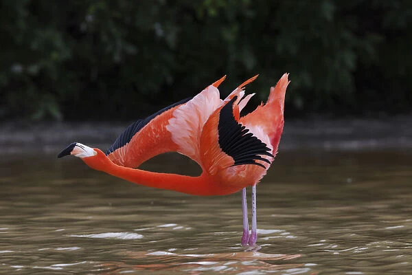 Caribbean flamingo (Phoenicopterus ruber) doing an inverted salute