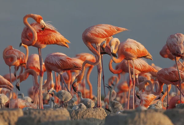 Caribbean flamingo (Phoenicopterus ruber) feeding crop milk to chick, breeding colony
