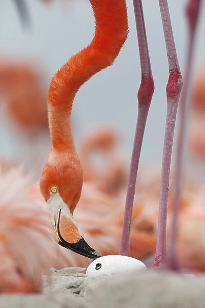Caribbean flamingo (Phoenicopterus ruber) watching chick hatching